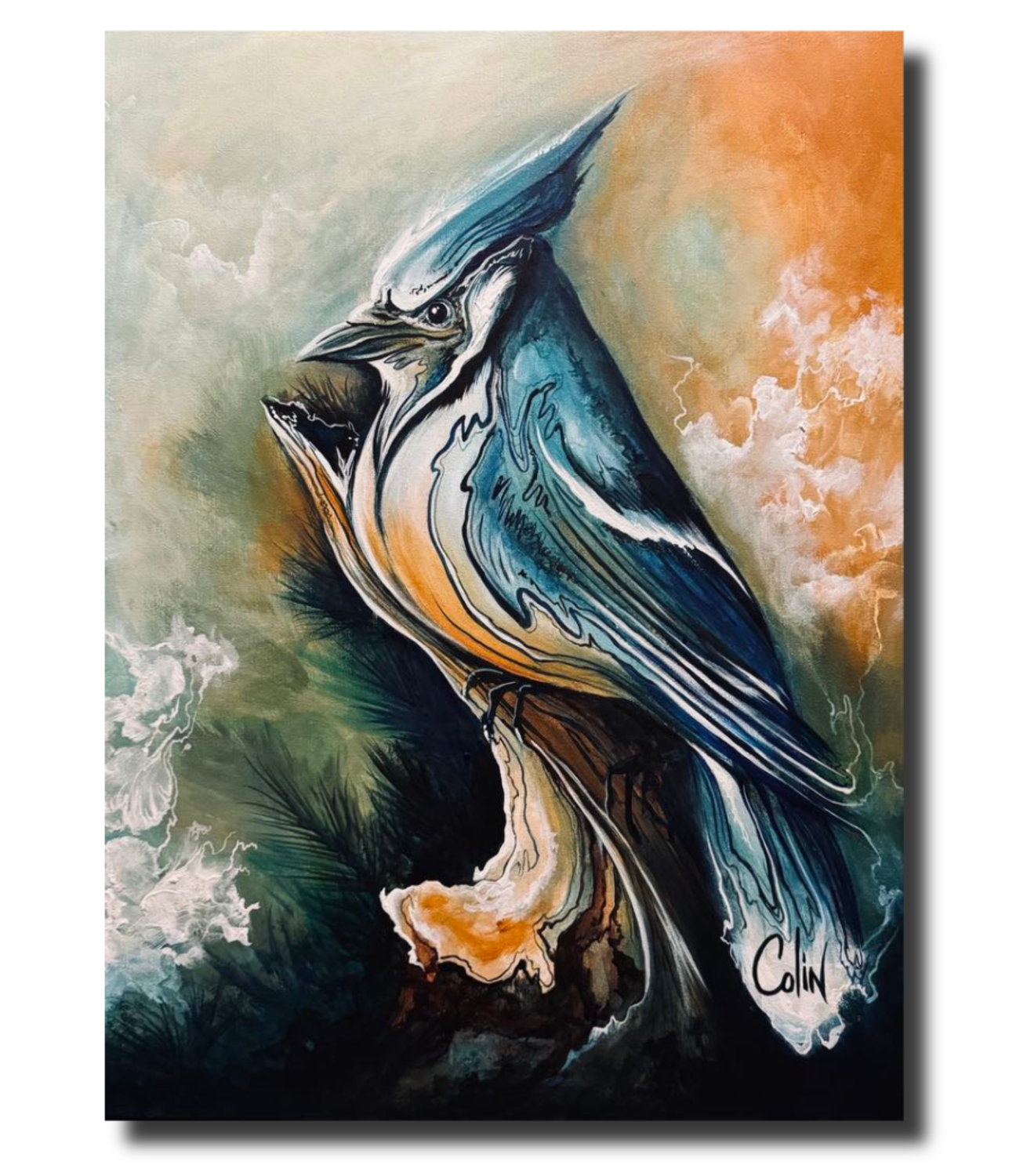 Blue Jay Royale