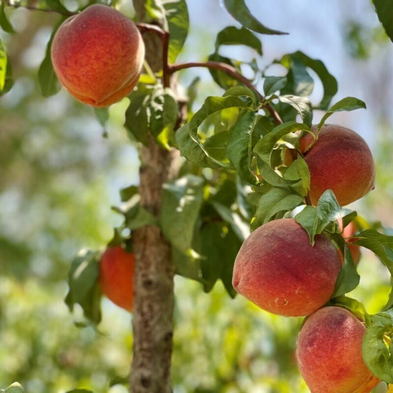 Palisade Peaches