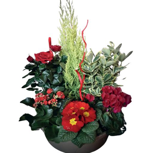 Coupe 13-5 Coupe 13-5