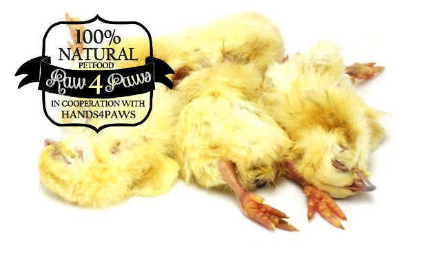 Eendagshaantjes / Poussins 1kg