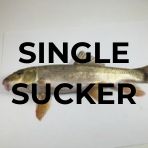 ONE WALLEYE SUCKER