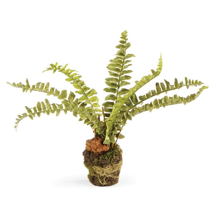 Boston Drop In Fern