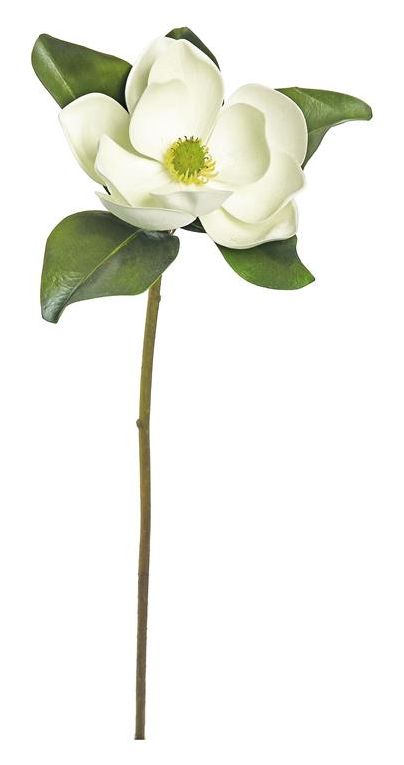 Magnolia Bloom 26&quot; Cream