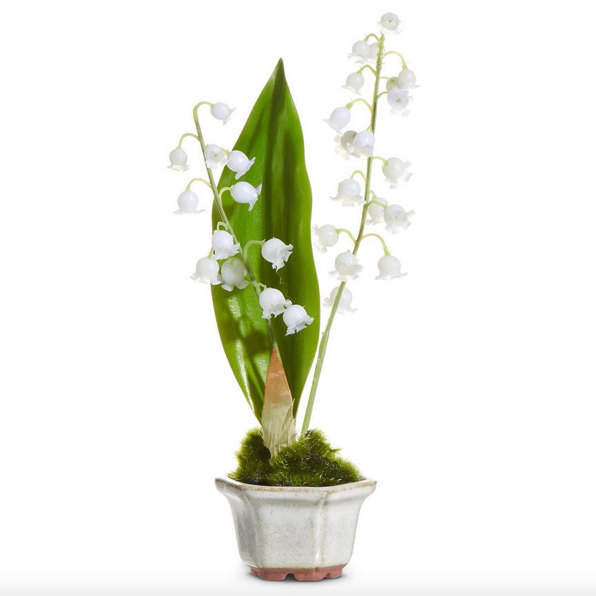 Lily of the Valley in Pot