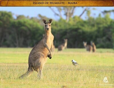 Maiba the Kangaroo 5 pack photos