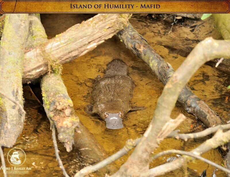 Mafid the Platypus 5 pack photos