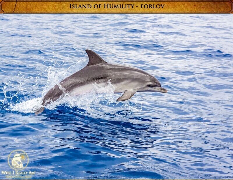 Forlov the Dolphin 5 pack photos