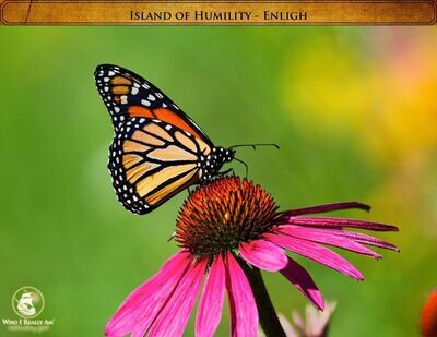 Enligh the Butterfly 5 pack photos