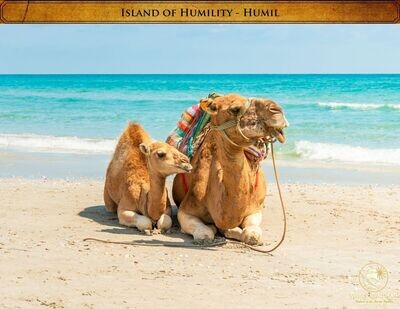 Humil the Camel 5 pack photos