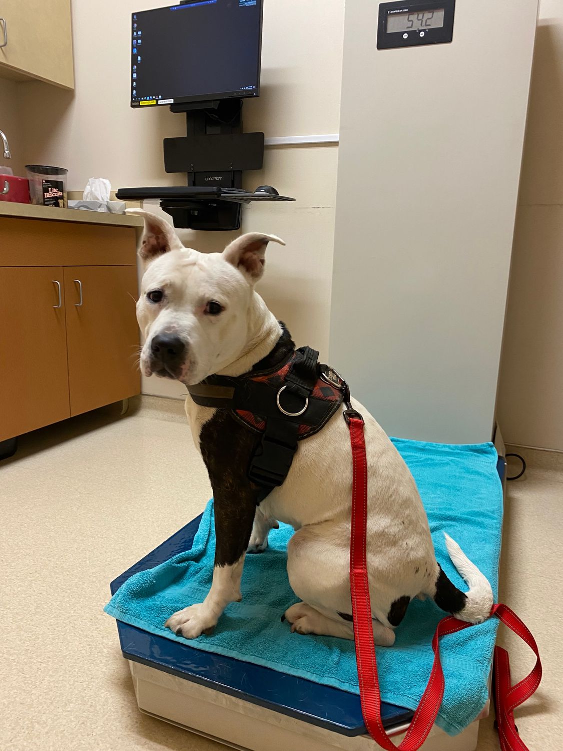 Pebbles Patiently Awaiting Dr. Franklin at OVSH | Witty Dog