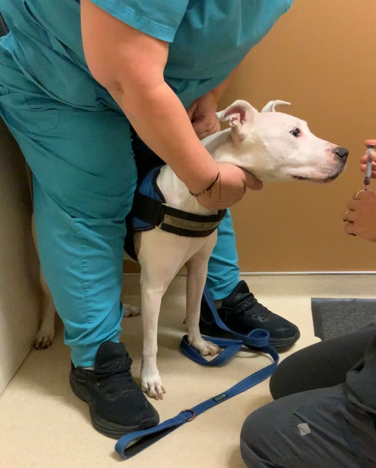 Rocket’s Bloodwork at OVSH: Support Her Care | Witty Dog