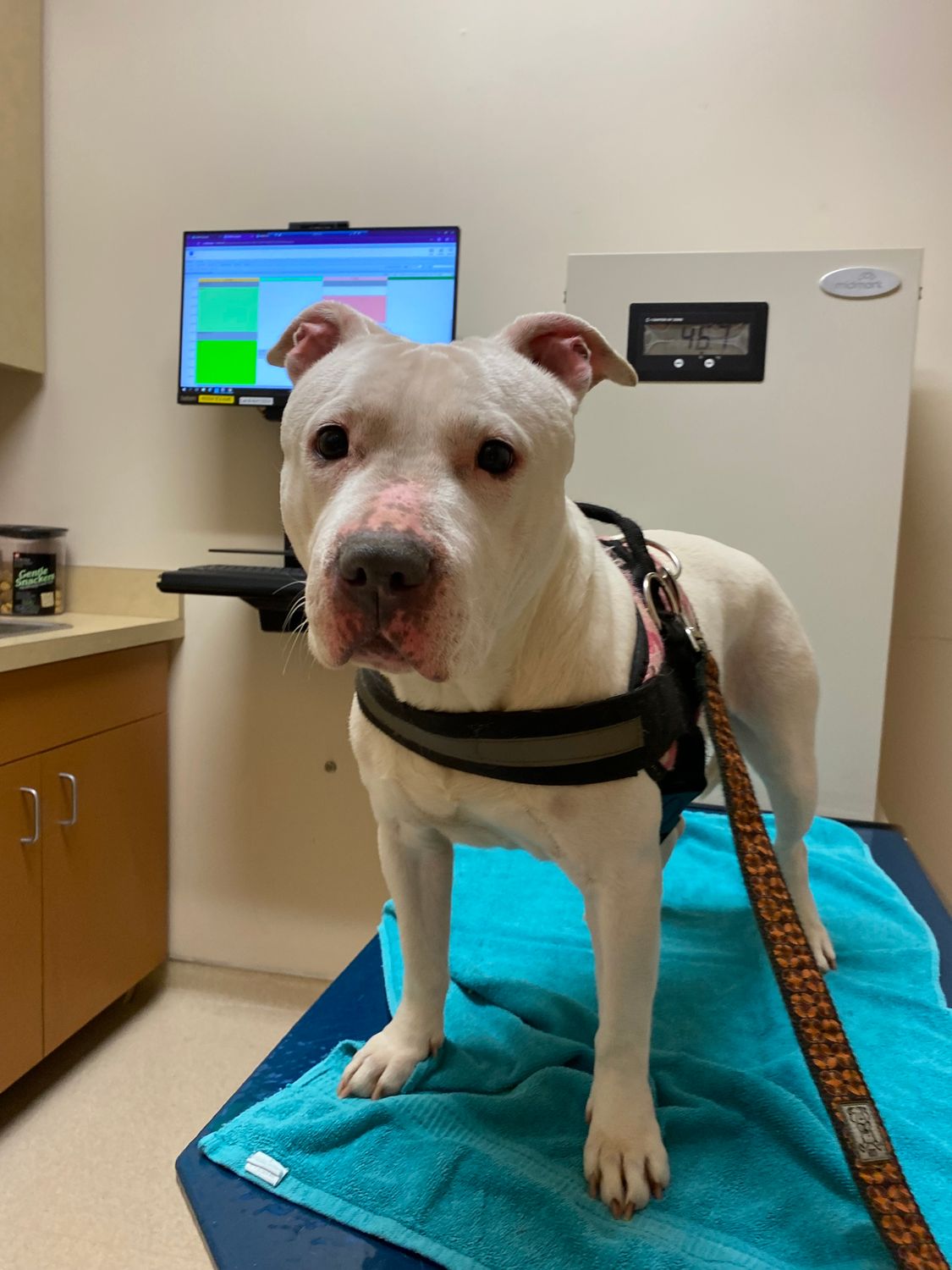 Bullet Patiently Awaiting Dr. Franklin at OVSH | Witty Dog