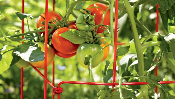 Tomato Cage, Single