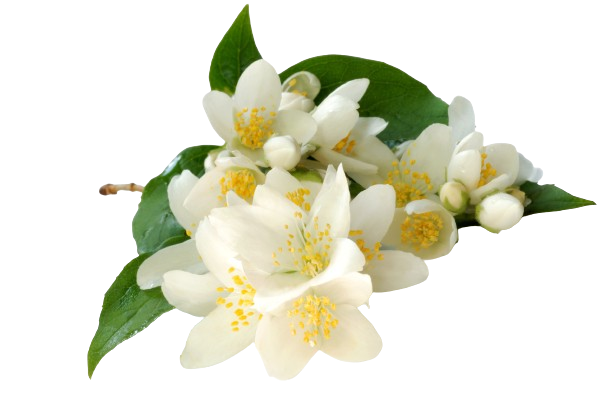 Jasmin Frangipanier