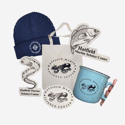 Accessories Collection