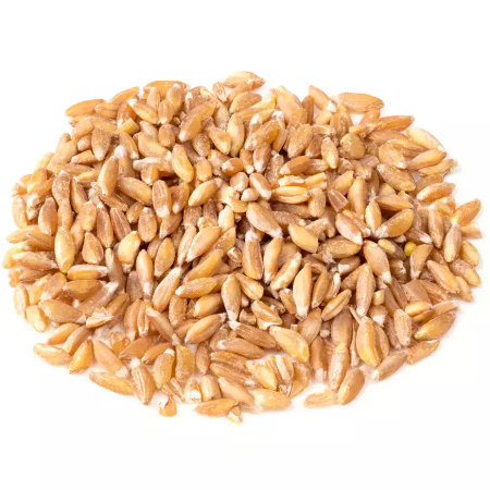 Grains Wheat Khapli Emmer