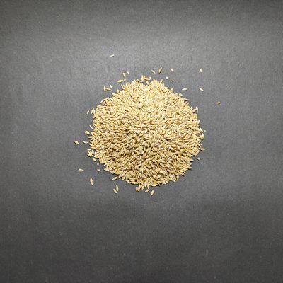 Grains Jau Barley Hulled Grains Jau Barley Hulled