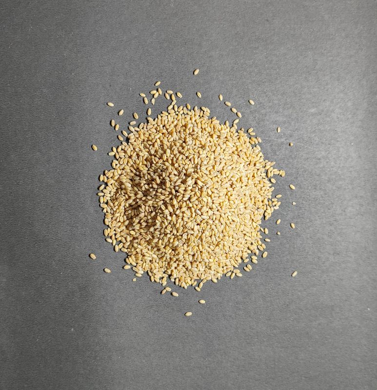 Grains Wheat C-306