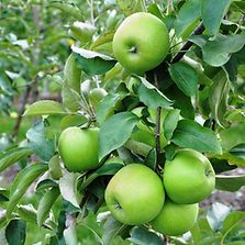 Apples Granny Smith