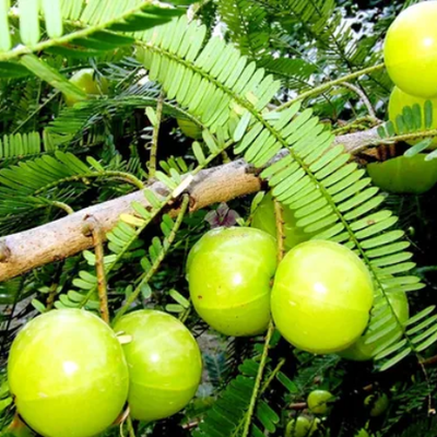 Amla Indian Gooseberry