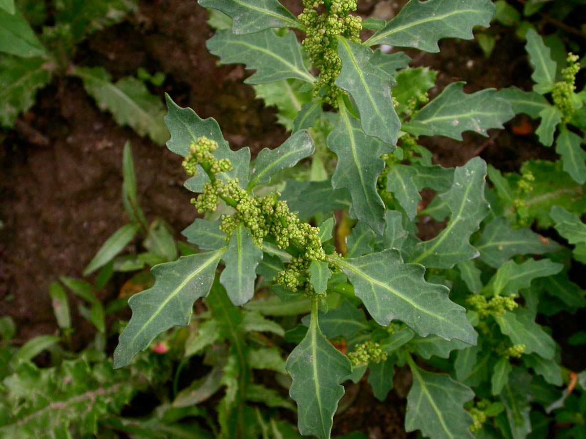 Bathua Chenopodium Greens