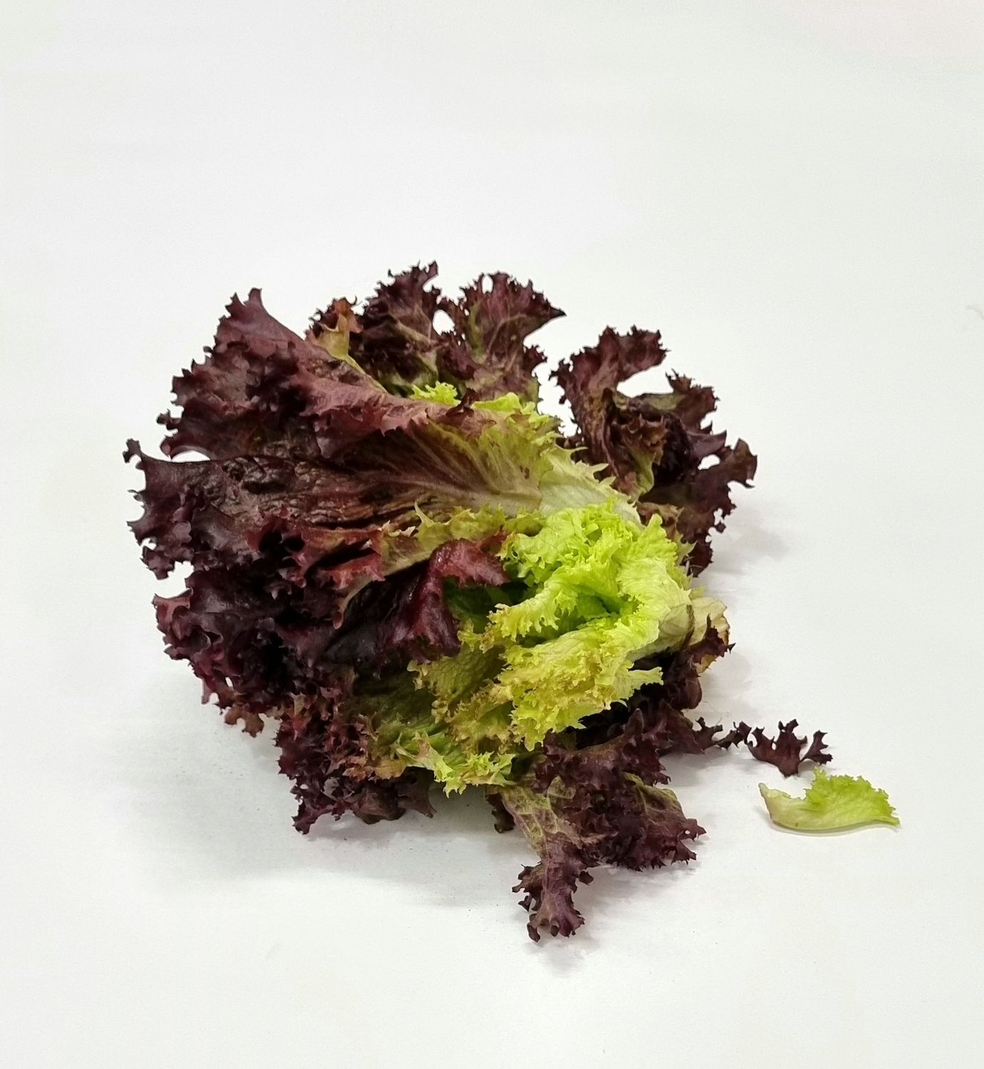 Lettuce Red