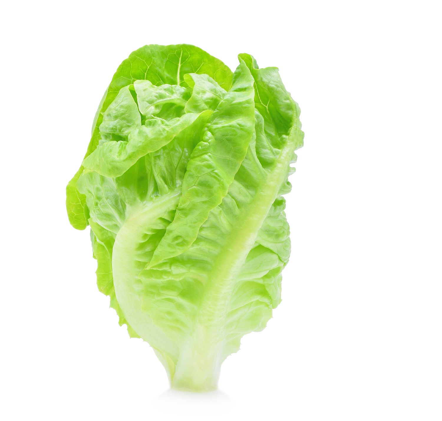 Lettuce Romaine