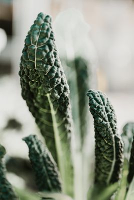 Kale