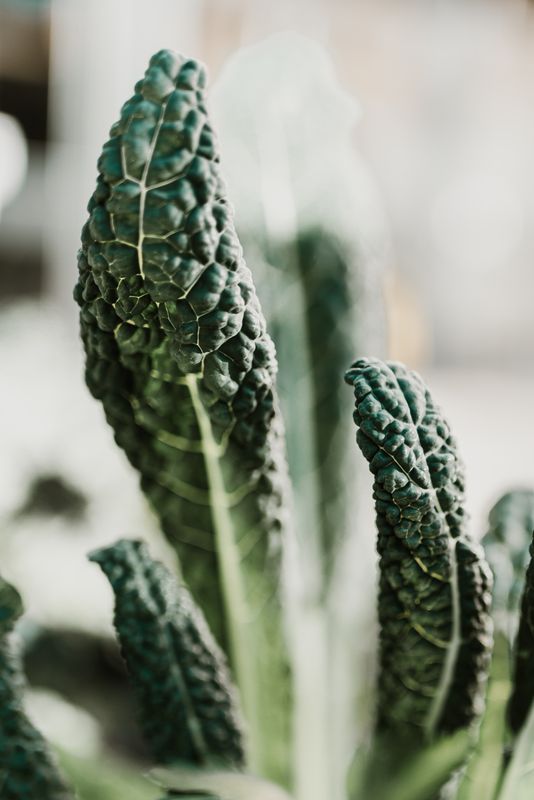 Kale