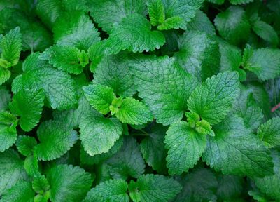 Pudina Mint Leaves
