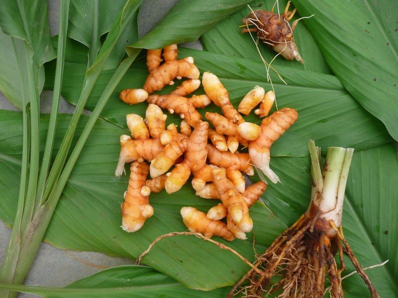 Haldi Raw Turmeric