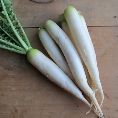 Mooli Radish