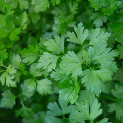 Dhania Coriander