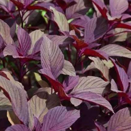 Chaulai Red Amaranthus