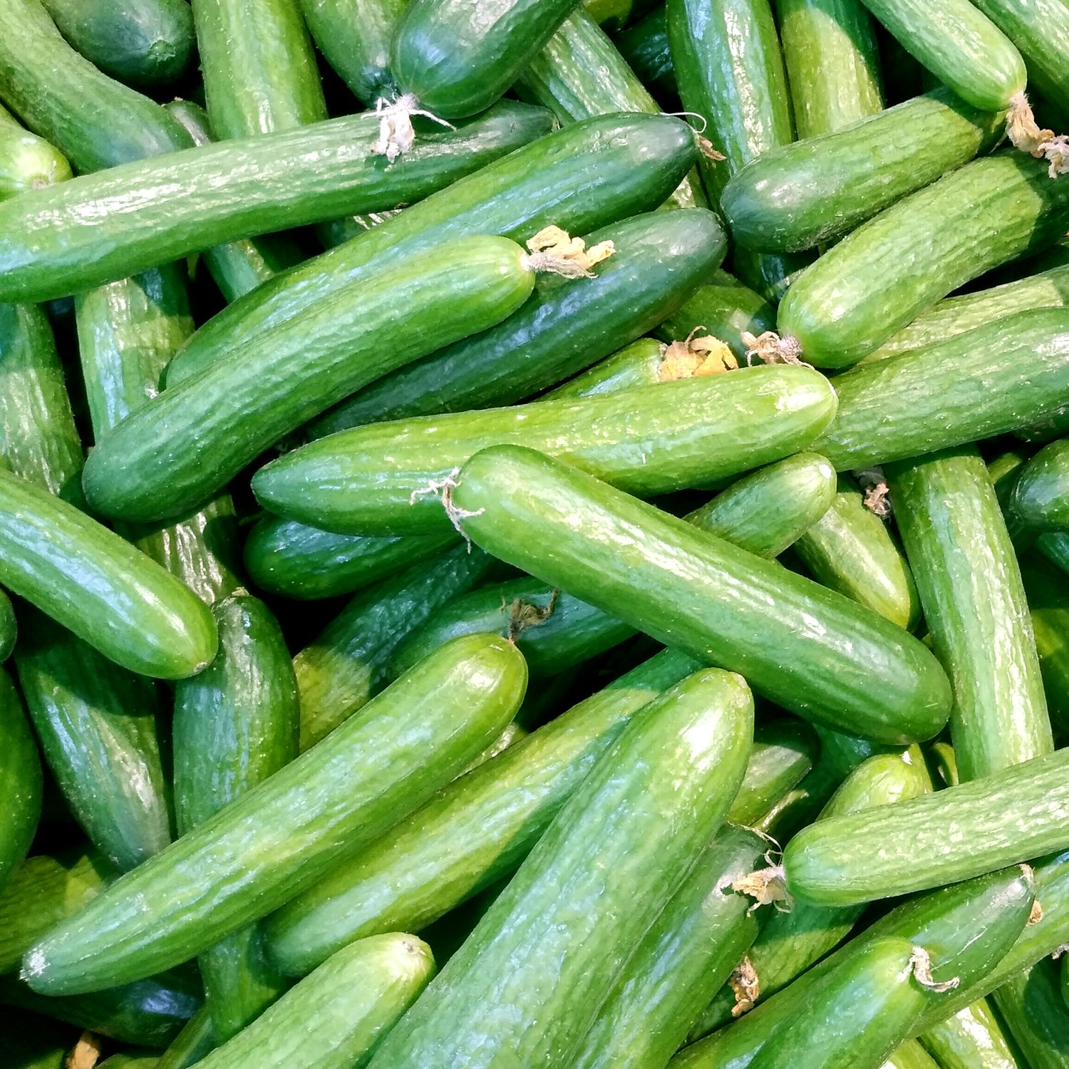 Kheera Seedless Cucumber