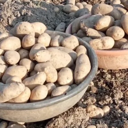 Potato Pahari Desi