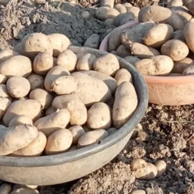 Potato Pahari Desi