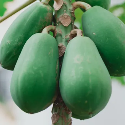 Papaya Raw