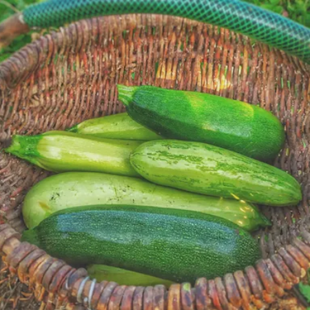 Zucchini Green