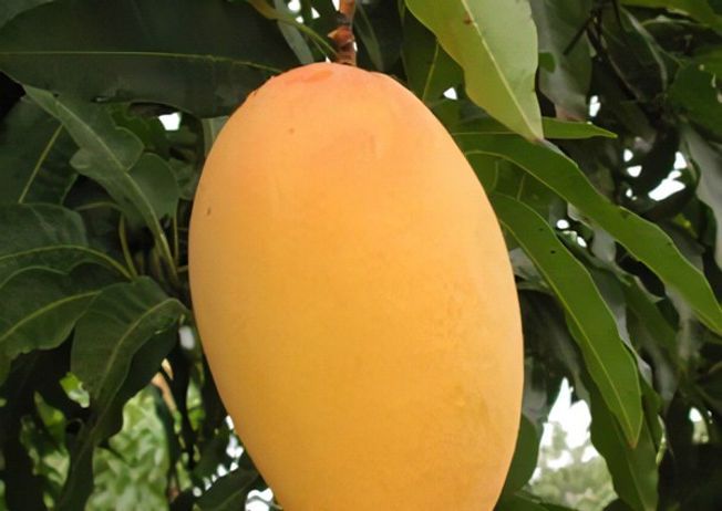 Chaunsa Super Premium