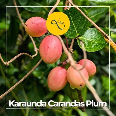 Karaunda Carandas Plum