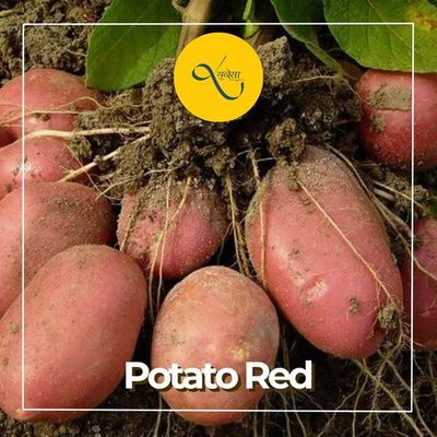 Potato Red