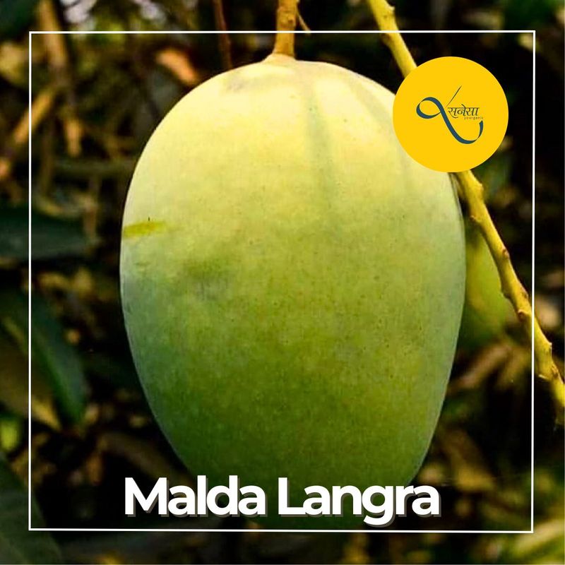 Mango Dudhiya Malda
