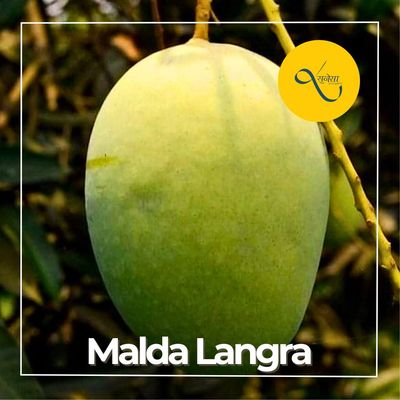 Mango Dudhiya Malda