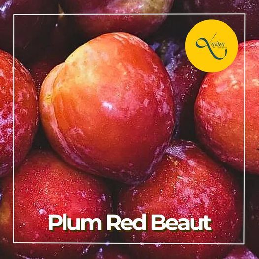Plum Red Beaut