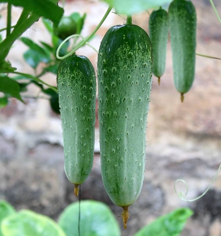Kheera Cucumber