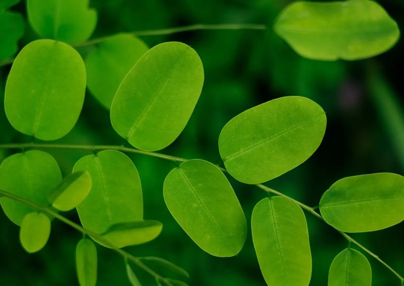Moringa Leaves