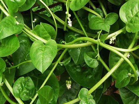 Poi Saag Malabar Spinach