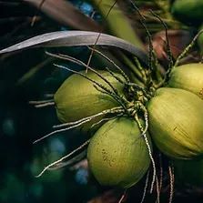 Tender Coconut