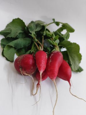 Mooli Radish Red